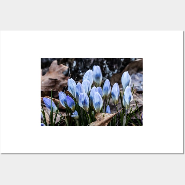 Spring Crocus 2 Wall Art by Robert Alsop